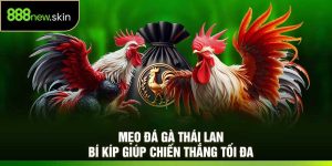 Mẹo Đá Gà Thái Lan – Bí Kíp Giúp Chiến Thắng Tối Đa